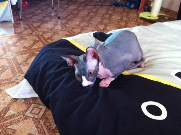 Антон Чистяков *Мамин рыжий мальчик* | Рязань