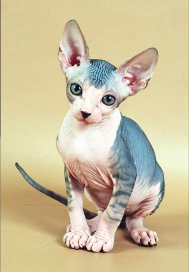 Игорь Боярин Jafar | Одесса