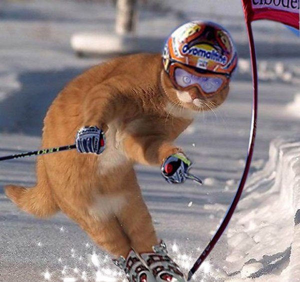 Маленький Рыжий | Ярославль