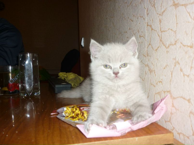 Дмитрий Смирнов | Новосибирск