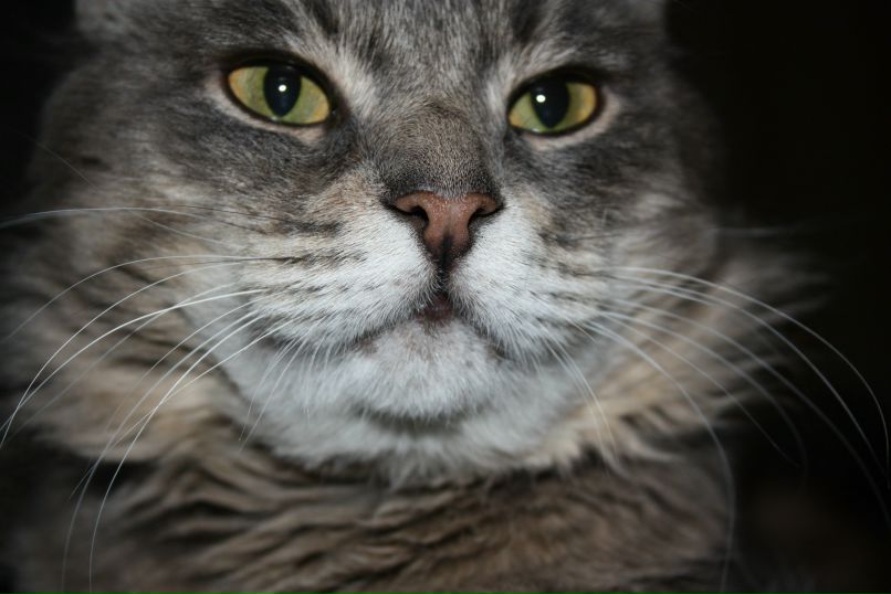 Марина Маежева | Москва