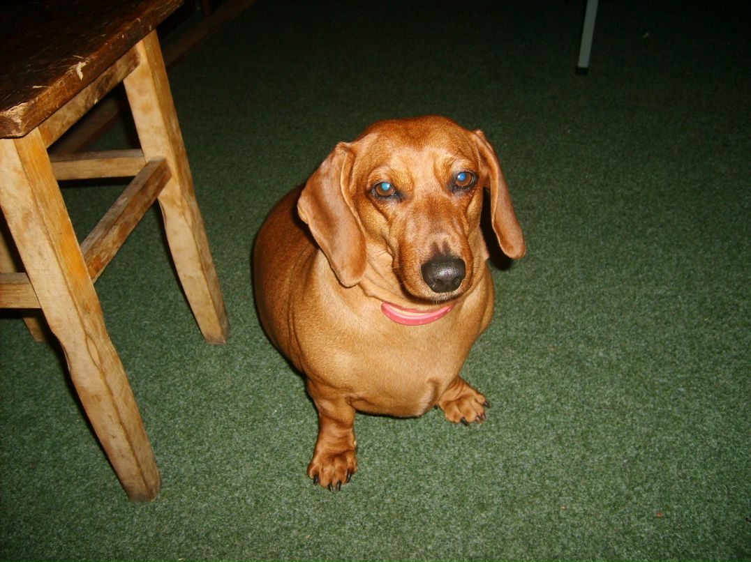 Варвара Покотило | Днепр (Днепропетровск)