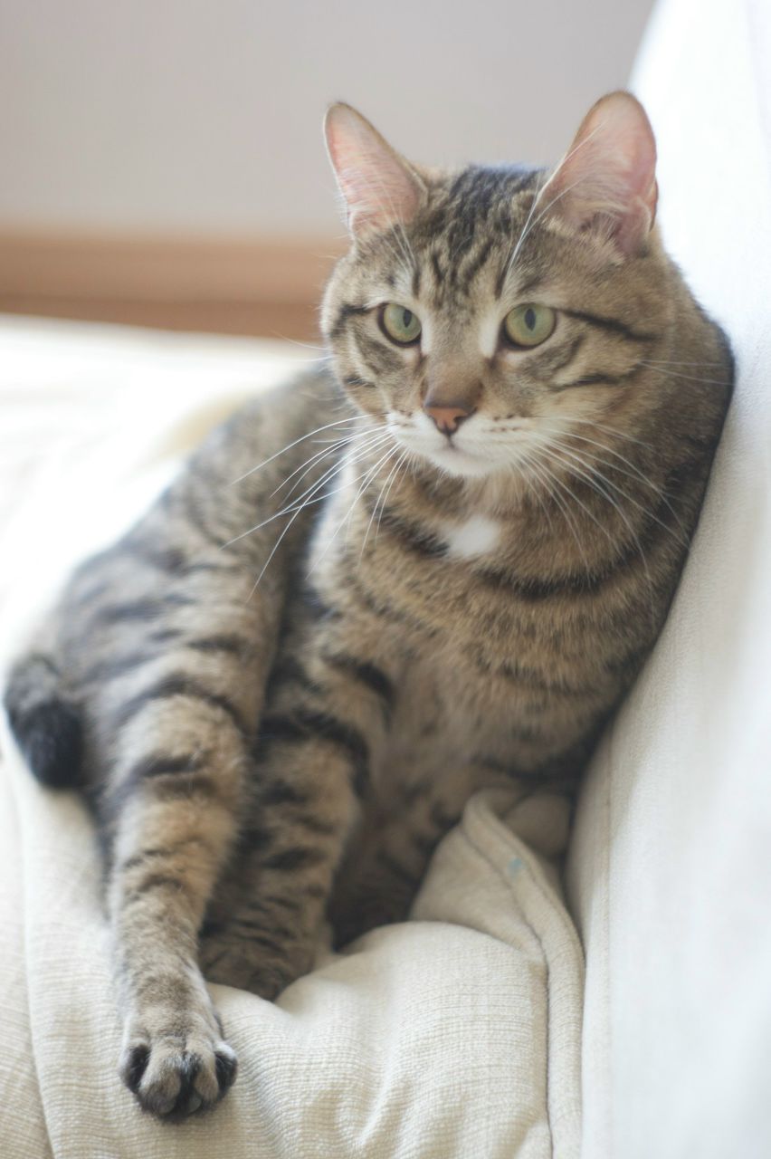 Полина Романенко Александровна | Новосибирск