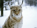 Фотография Рысь Марианны