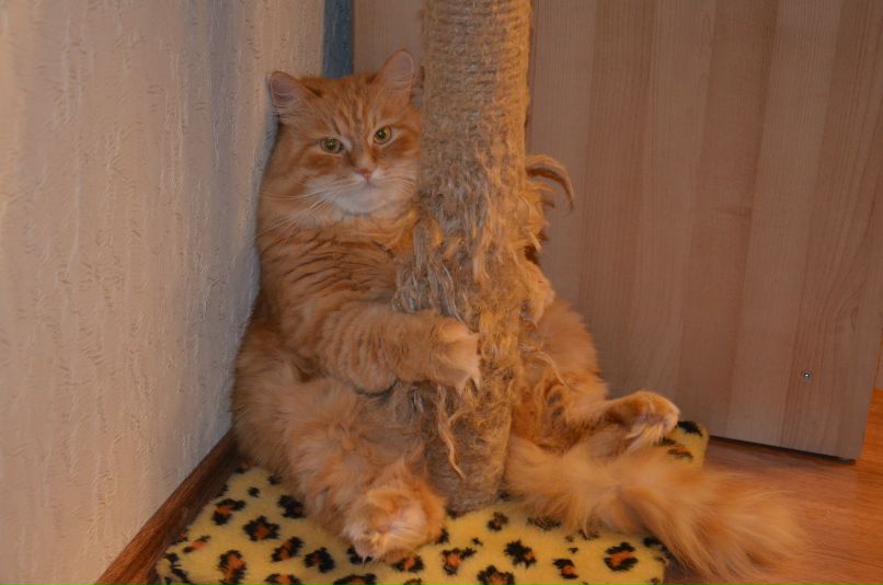 Денис Парахин | 