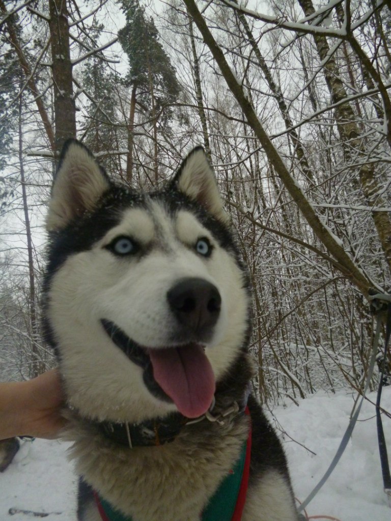 Анна Романенкова | Ногинск