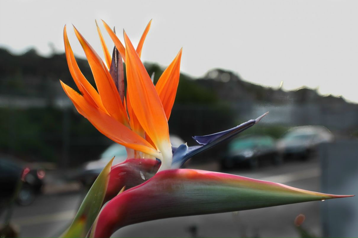 Ольга Власенко | Aachen