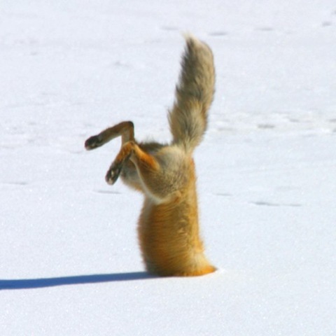 №90, Crazy Fox №90, Crazy Fox