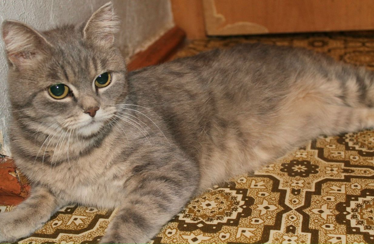 Влада Павлинская | 