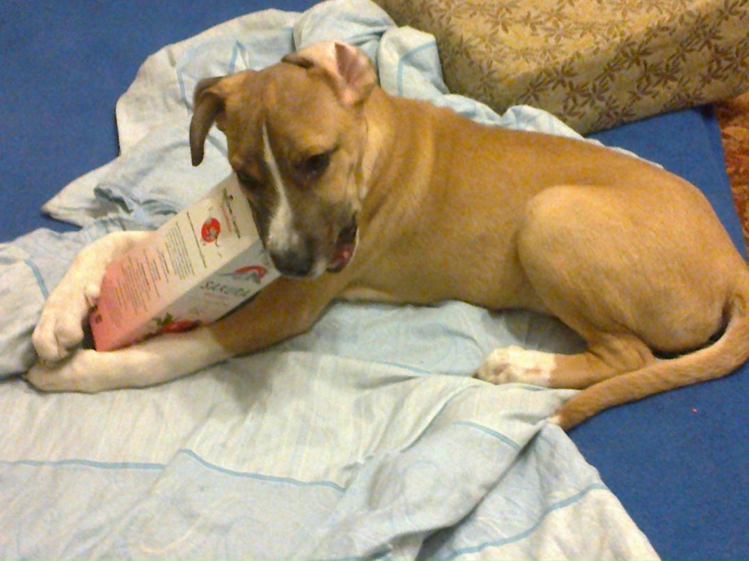 Светик Октябринская | Омск