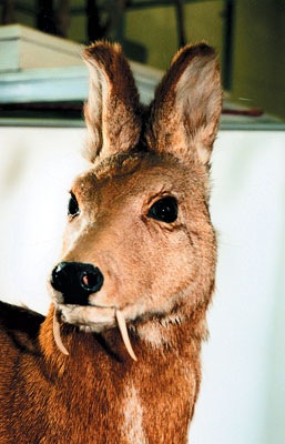 №14, Али Арфин, Москва №14, Али Арфин, Москва