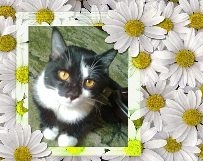 Ольга Волкова | Шымкент