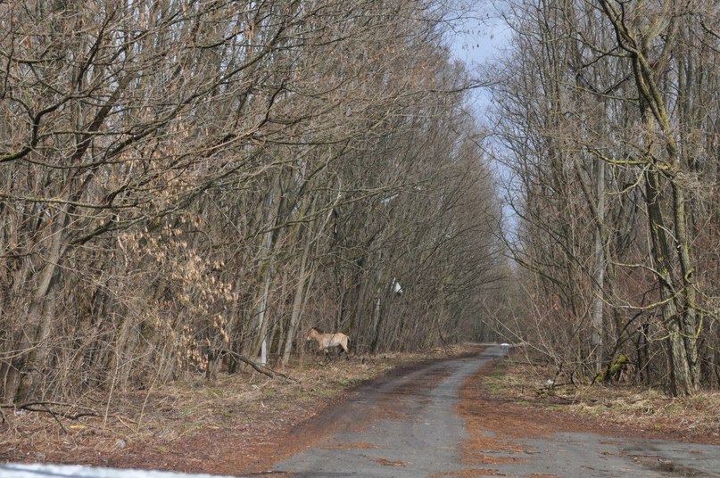 Александр Ропан Pretorian | Бровары