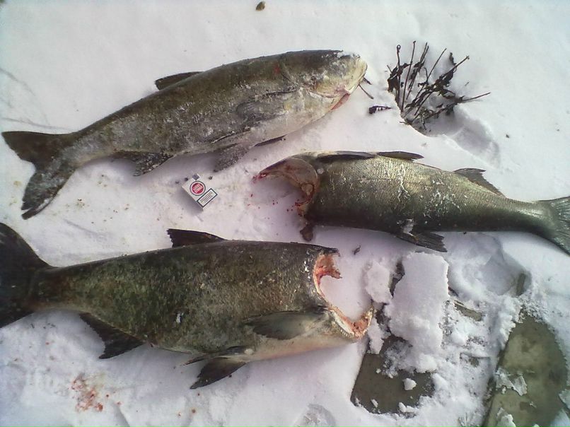 Андрій Гандзій Миколайович | Новоднестровск