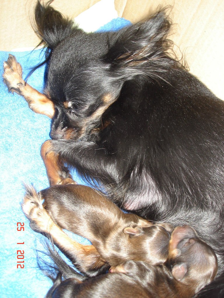 Светлана Самохвалова(Мелехина) | Санкт-Петербург