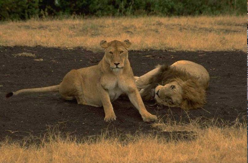 Артем Назаренко | Днепр (Днепропетровск)