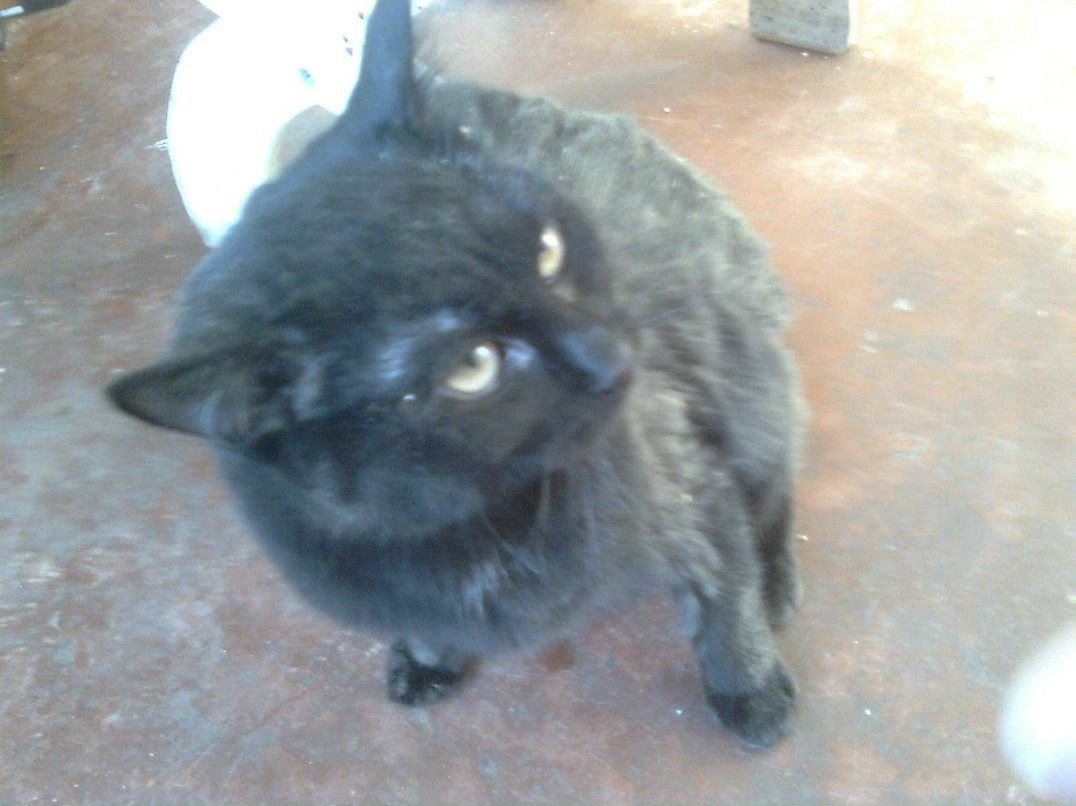 Алексей Трапезников | 