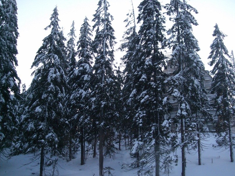 Лилия Бердичевская | Запорожье