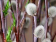 Юлия Денисова | Северодвинск