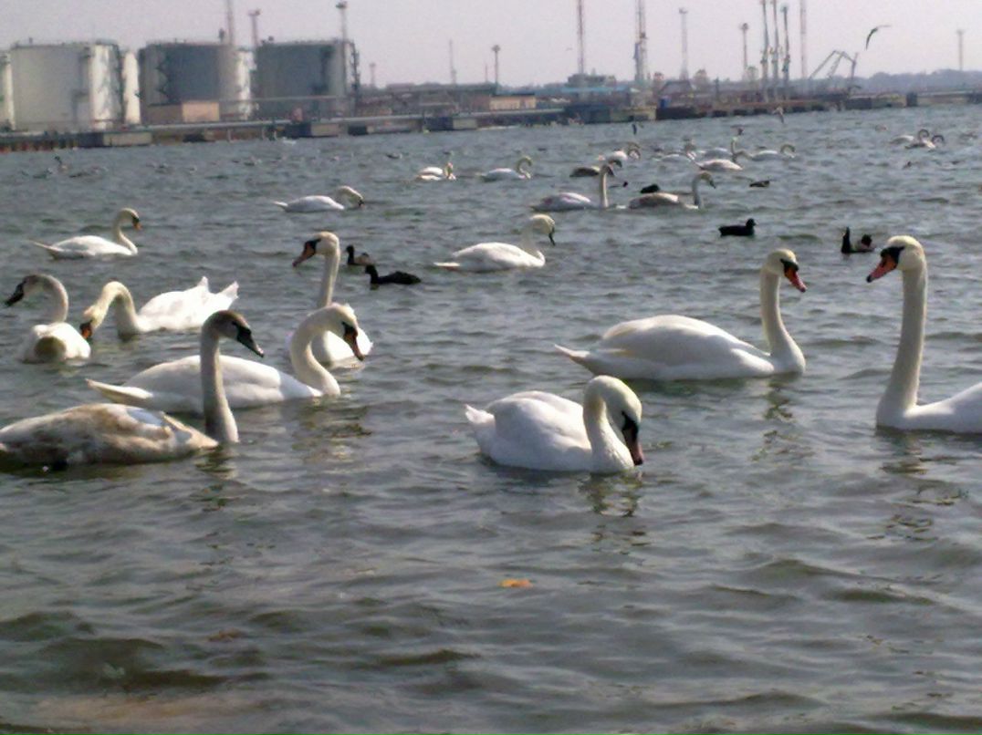 Мариам Брагар | Одесса