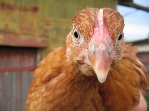 №2, Владимир Яковлев №2, Владимир Яковлев