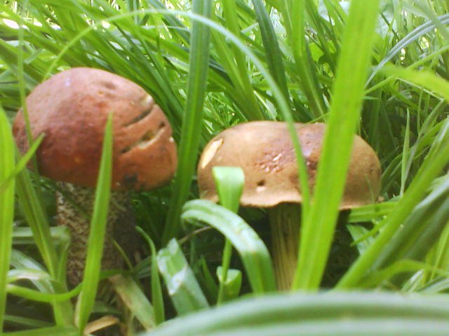 Sveta Korotich | Киев