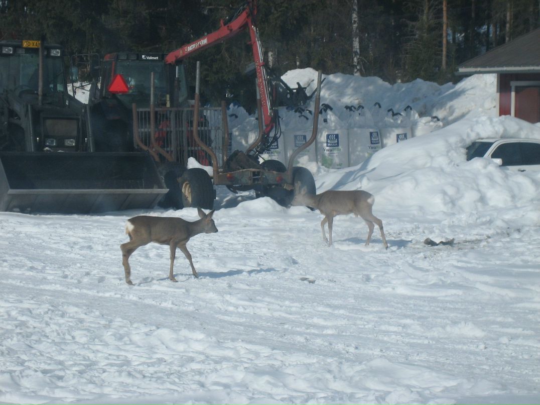 Эльвира Oinonen | Nurmes