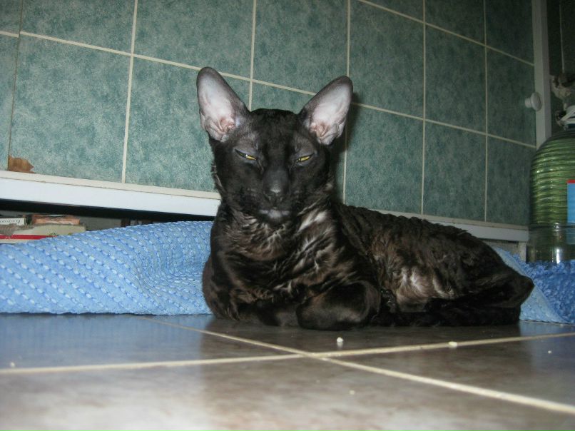 Сергей Борисенко | Пригородный