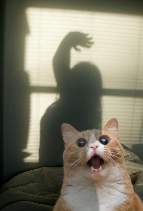 Елизавета Гелюта | 