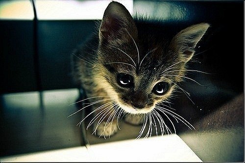 Кристина Авраменко | Светлогорск