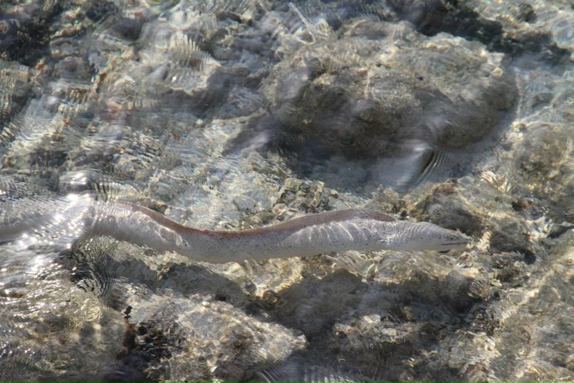 Марина Шеперкина | Чкаловск