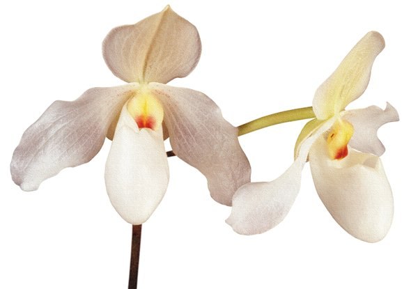 Юлия Павловская | Киев