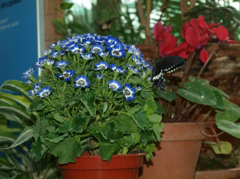 Резеда Сафиуллина | Казань