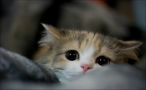 Лилия Панкратова | Киев