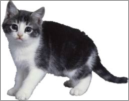 Владислав Морозов Алексеевич | Новосибирск