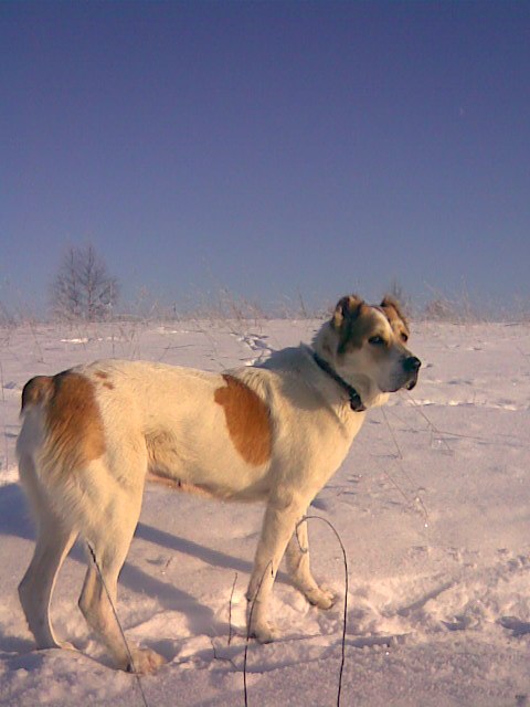 Игорь Краев | Санкт-Петербург