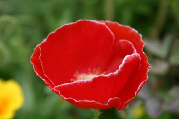 №104, Альона Фризская, Яготин №104, Альона Фризская, Яготин