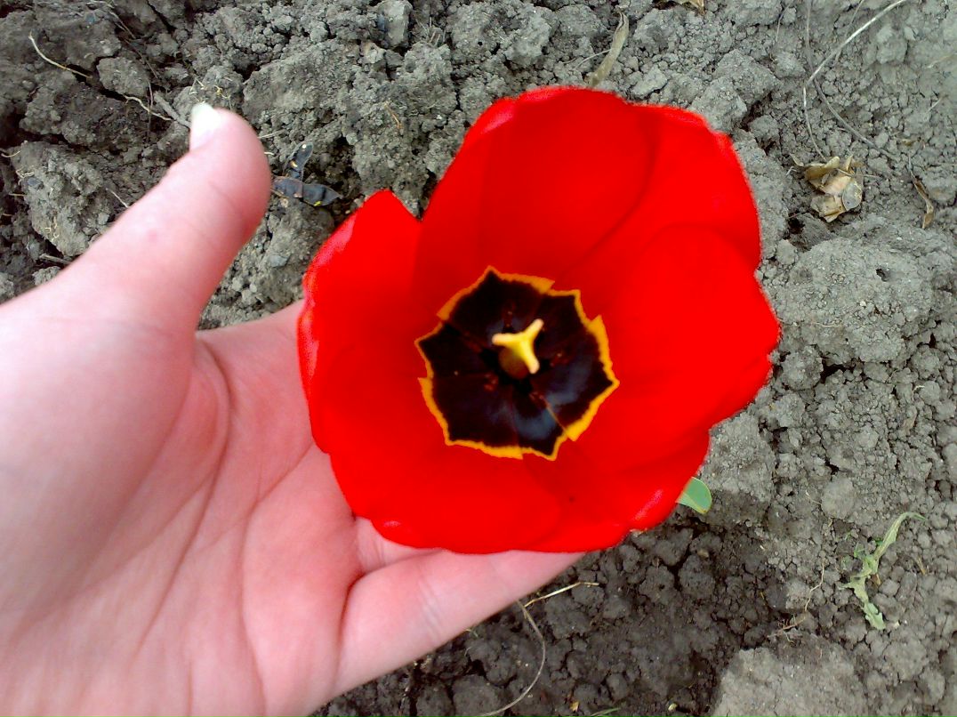 Алёна Величко | Черкассы