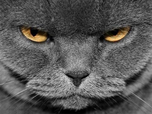 Татьяна Диброва ★Spika♥..♥♥♥..♥Spika★ | Запорожье