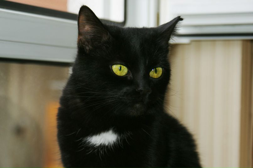 Ok Alo NAFIG MLIN | San Pedro Sula