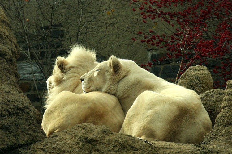 Александр Харьковский | Киев