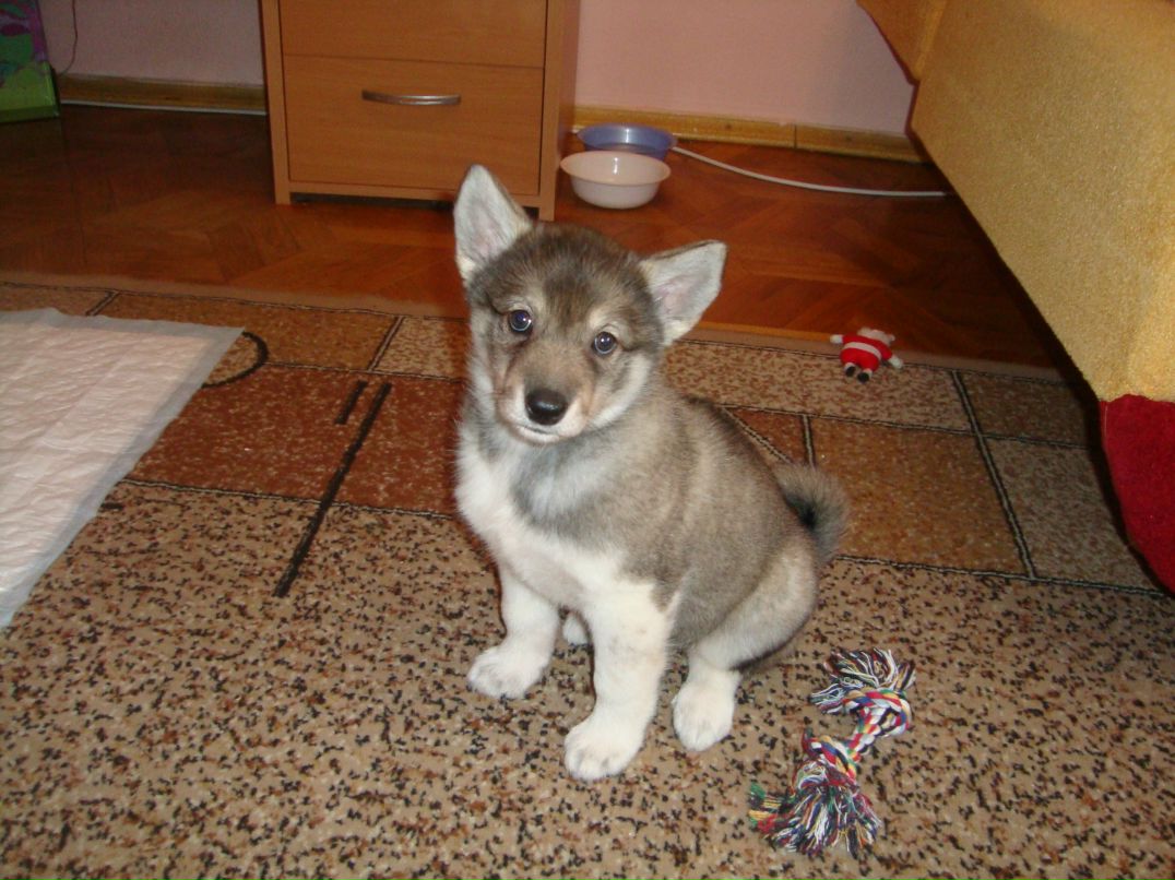 Диана Бачинская | Киев