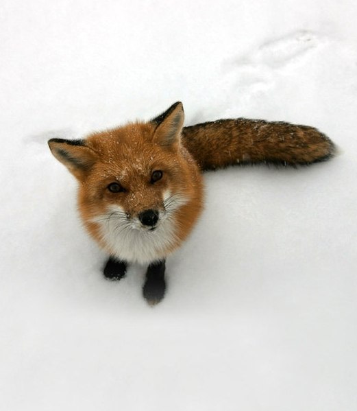 Андрей Меркушин | Чита