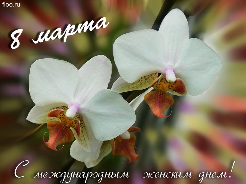 Валерия Раднаева | Москва