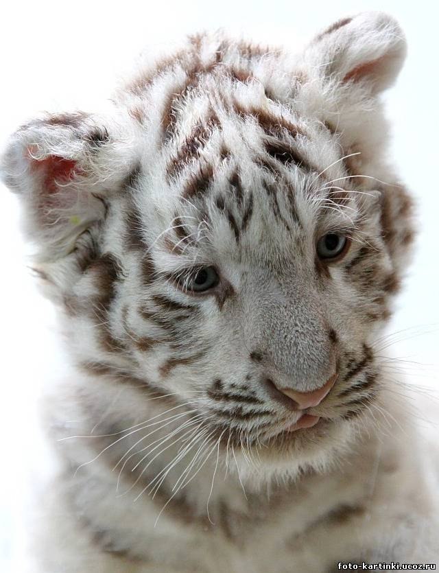 Денис Сумароков | Санкт-Петербург