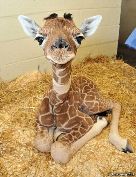 Татьяна Бровкина | Нижний Новгород