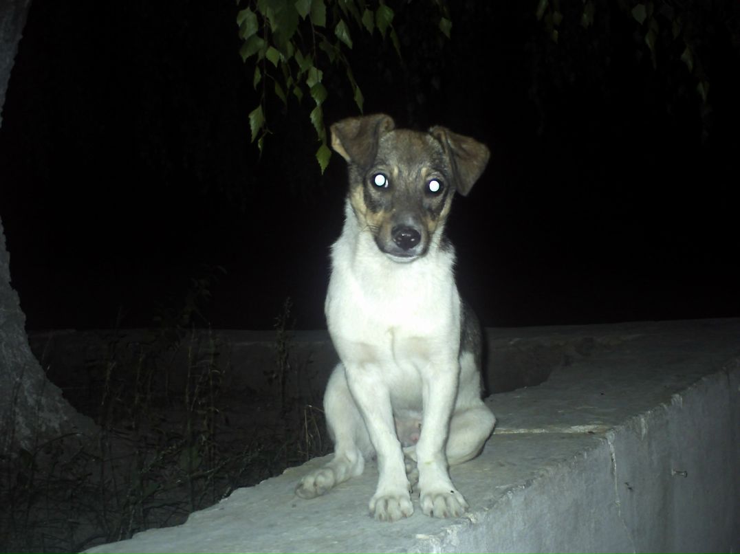 Максимка Макар | 