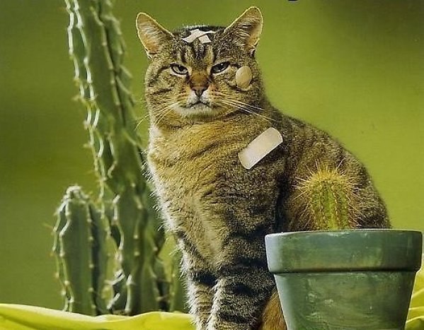 Сергей Макаревский Μακάριος | Нарва