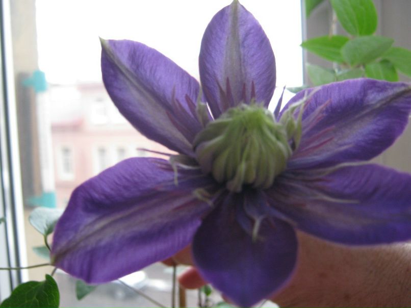 Людмила Родионова | Санкт-Петербург