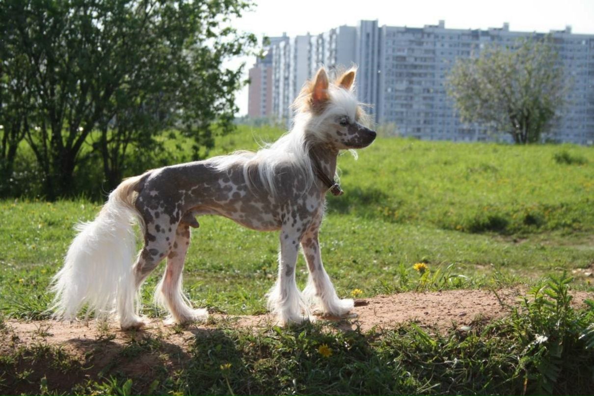 Дмитрий Яковлев | Одинцово